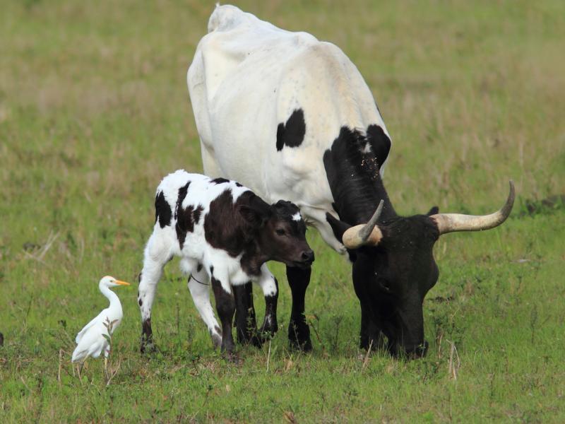 cattle-egret-you-ve-got-a-friend-in-me-birdnote